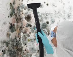 Best Basement Mold Removal  in Shelby, MT